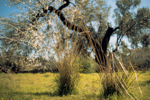 Enlèvement arbre urgence Grasse