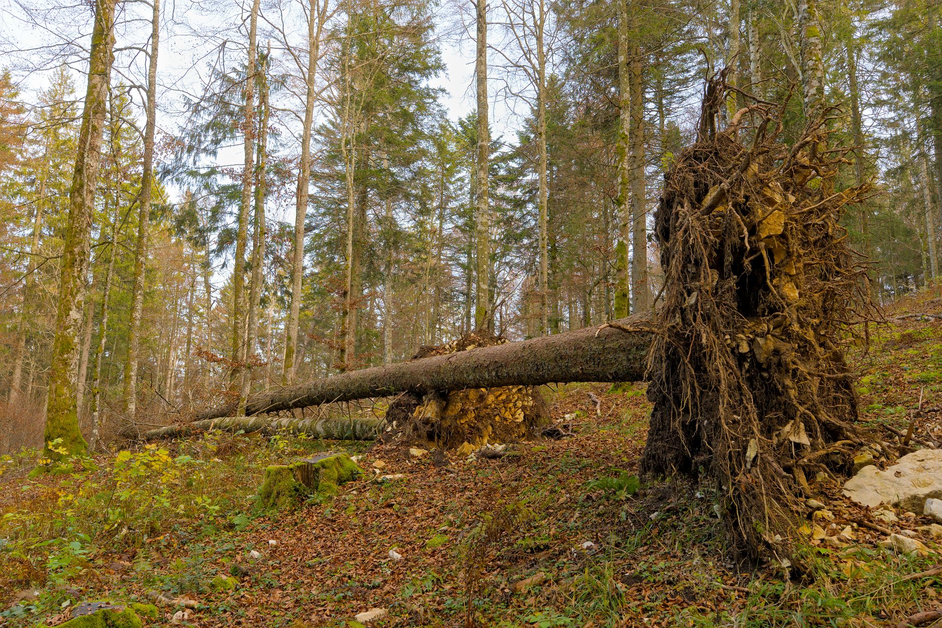 Enlèvement arbre urgence à Grasse